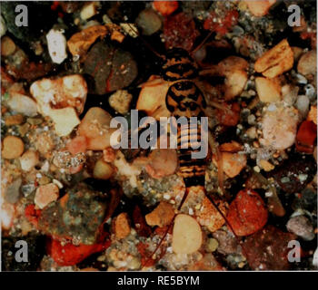 . Kritische Trends Assessment Program: ein Auge auf Illinois Lebensräume. Allgemeinmedizin trends Assessment Program; Erhaltung der Lebensräume. Zusammenfassung Während der ersten fünf Jahre (1997-2001) des CTAP wir erhebliche Kenntnisse über die aktuellen Bedingungen von Illinois Lebensräume gewonnen haben. Im Vergleich zu Referenzseiten, die durchschnittliche Wald, Feuchtgebiete, Grünland, streamen und eine geringere Artenvielfalt und somit weniger Pflanzen, Vögel, und aquatische Insekten. Dieser insgesamt finden - ing ist nicht verwunderlich wenn man bedenkt, Änderungen an der Illinois Landschaft im vergangenen Jahrhundert. Lebensraum Änderungen, wie z. Stockfoto