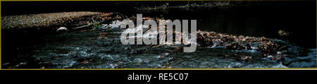 . Kritische Trends Assessment Program: ein Auge auf Illinois Lebensräume. Allgemeinmedizin trends Assessment Program; Erhaltung der Lebensräume. Tabic 8. ('I' AP Indikatoren der Gesundheit. EPT Taxa Reichtum Anzahl der aquatischen Insekten Arten in den Aufträgen Hphemeroptera (Eintagsfliegen), I'lecoptera (stoneflies) und Trichoptera (caddis Fliegen). Diese sind Nahrung für Fische und erwachsenen Formen bieten wichtige Verbindungen zwischen Wasser und Land Nahrungsnetze. Ich er Anzahl erhöht sich mit zunehmender stream Gesundheit. Hilsenhoff biotic Index HBI ist ein Durchschnitt der Verschmutzung Toleranz der EPT Arten in den Stream gefunden. Es reicht Stockfoto