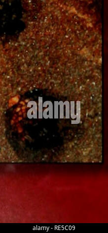 . Kritische Trends Assessment Program: ein Auge auf Illinois Lebensräume. Allgemeinmedizin trends Assessment Program; Erhaltung der Lebensräume. Streams -.-, ^-^ stonefly. Er Flüsse und Bäche von Illinois Reisen etwa 87.000 Meilen über unsere Landschaft. Vor der Ankunft der europäischen Siedler, die meisten Illinois streams hatte mäandernden Kurse, natürliche Vegetation, und der damit verbundenen reichen Feuchtgebieten. Seitdem, Landwirtschaft und Entwicklung gefördert haben, Trockenlegung von Feuchtgebieten, Flüssen Mehr bewölkt, und gerichtet (KANALISIERT) und erhoben Stream TV. Während diese Stream "Verbesserungen" haben Stockfoto