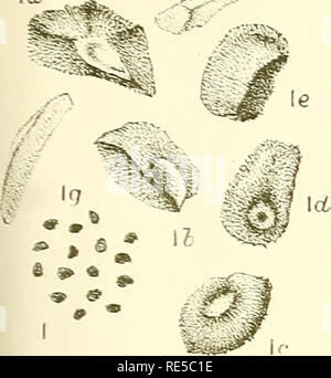 . Eine kritische Revision der Gattung Eukalyptus. Eukalyptus. Krit. Rev Eukalyptus PL. 262 Wenn -. Bitte beachten Sie, dass diese Bilder sind von der gescannten Seite Bilder, die digital für die Lesbarkeit verbessert haben mögen - Färbung und Aussehen dieser Abbildungen können nicht perfekt dem Original ähneln. extrahiert. Maiden, J. H. (Joseph Henry), 1859-1925. Sydney, W. A. Gullick, Regierung, Drucker Stockfoto