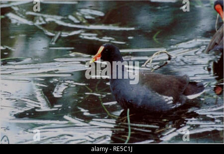 . Kritische Trends Assessment Program: ein Auge auf Illinois Lebensräume. Allgemeinmedizin trends Assessment Program; Erhaltung der Lebensräume. Â Linear (SR) Linear (HD) 100 Patch Größe (ha). Ihc Staat bedroht ("onimon Sumpfhuhn Rassen in Sümpfen und sumpfigen Teich rändern. 15. Bitte beachten Sie, dass diese Bilder sind von der gescannten Seite Bilder, die digital für die Lesbarkeit verbessert haben mögen - Färbung und Aussehen dieser Abbildungen können nicht perfekt dem Original ähneln. extrahiert. Illinois. Natural History Survey Division; Illinois. Abt. der natürlichen Ressourcen. Champaign, Illinois: Illi Stockfoto