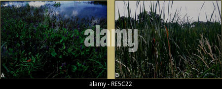 . Kritische Trends Assessment Program: ein Auge auf Illinois Lebensräume. Allgemeinmedizin trends Assessment Program; Erhaltung der Lebensräume. Typische Referenz ein und zufällig ausgewählte B Feuchtgebiete überwacht durch CTAP Biologen. Feuchtgebiete sind begrünte Bereiche, in denen Wasser auf oder in der Nähe der Oberfläche des Bodens ist zumindest für ein paar Monate im Jahr, so dass nur der aquatischen oder hydrophytic (Wasser - lov-ing) Vegetation in Ihnen zu wachsen. Feuchtgebiete sind leicht identifiziert werden das ganze Jahr über von ihren hydric (sehr) schlecht durchlässigen Böden. Für diesen Bericht CTAP eine Art Feuchtgebiet (Sumpf), dass das Wasser in der Nähe von oder über den Boden Fläche abgetastet Stockfoto