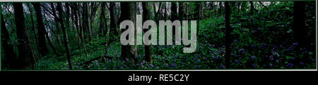 . Kritische Trends Assessment Program: ein Auge auf Illinois Lebensräume. Allgemeinmedizin trends Assessment Program; Erhaltung der Lebensräume. Tabelle 4. Gesamtzahl der CTAP Wald Websites, auf denen empfindliche Pflanzenarten, bedrohte und gefährdete Pflanzenarten und eingeführte Pflanzenarten wurden beprobt. Ebenfalls enthalten ist die Anzahl der Standorte, an denen einheimische und eingeführte Arten dominant waren 'in den Untergrund Layer. CTAP random Forest sites CTAP Referenz Wald websites Kriterien # Sites % der gesamten Kriterien # Sites % der insgesamt mindestens eine empfindliche Arten" mindestens ein T&AMP;E Arten mindestens eine eingeführt spec Stockfoto