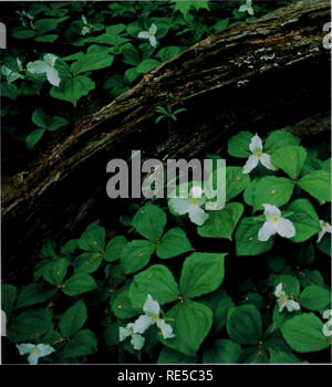 . Kritische Trends Assessment Program: ein Auge auf Illinois Lebensräume. Allgemeinmedizin trends Assessment Program; Erhaltung der Lebensräume. Typische Referenz (A) und zufällig ausgewählt (B) Wald überwacht durch CTAP Biologen. Wälder sind begrünte Bereiche domi - von Bäumen für über 80 % oder mehr ihres Bereich gerechnet. Für diesen Bericht CTAP zwei verschiedene Arten von Wäldern, Hochland, trocken - mesic und Aue (oder Bottomland) Nass - mesic Wälder beprobt. Die Wälder in den Berggebieten in der Regel keine Flut, und Sie haben in der Regel Schichten von Vegetation, bestehend aus einem sub-überdachung der jüngeren Bäume und Sträucher unter dem oberen Vordach (oversto Stockfoto