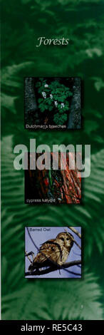 . Kritische Trends Assessment Program: ein Auge auf Illinois Lebensräume. Allgemeinmedizin trends Assessment Program; Erhaltung der Lebensräume. Ich llinois Wälder haben eine große Ressource für Generationen von Menschen und Häuser für wildhfe der gesamten Staaten Geschichte. In den frühen 1800s IIHnois Wälder beliefen sich auf rund 15,3 Millionen Hektar, in großen, zusammenhängenden Flächen im südlichen und westlichen Teile der Zustand eintritt, während zu Schluchten oder bachtäler in der zentralen Region beschränkt bleiben (Abb. 3). Beginnend in den frühen 1820er Jahren mit dem in-Fluss der europäischen Siedler Stockfoto