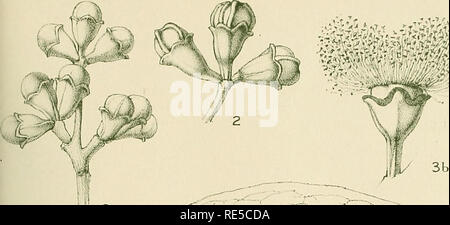 . Eine kritische Revision der Gattung Eukalyptus. Eukalyptus. Krit. Rev. Eukalyptus. PL. 185.. i3 ein. V3 g. Bitte beachten Sie, dass diese Bilder sind von der gescannten Seite Bilder, die digital für die Lesbarkeit verbessert haben mögen - Färbung und Aussehen dieser Abbildungen können nicht perfekt dem Original ähneln. extrahiert. Maiden, J. H. (Joseph Henry), 1859-1925. Sydney, Gullick Stockfoto