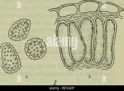 . Cryptogamic Pflanzen der UDSSR. (Flora sporovykh rastenii SSSR). Pflanzen. . Bitte beachten Sie, dass diese Bilder sind von der gescannten Seite Bilder, die digital für die Lesbarkeit verbessert haben mögen - Färbung und Aussehen dieser Abbildungen können nicht perfekt dem Original ähneln. extrahiert. Botanicheskii Institut im. V. L. Komarova. Jerusalem [für die National Science Foundation, Washington, DC durch die Israel Programm für Wissenschaftliche Übersetzungen veröffentlicht. Stockfoto