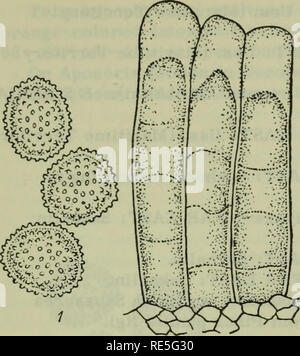 . Cryptogamic Pflanzen der UDSSR. (Flora sporovykh rastenii SSSR). Pflanzen. . Bitte beachten Sie, dass diese Bilder sind von der gescannten Seite Bilder, die digital für die Lesbarkeit verbessert haben mögen - Färbung und Aussehen dieser Abbildungen können nicht perfekt dem Original ähneln. extrahiert. Botanicheskii Institut im. V. L. Komarova. Jerusalem [für die National Science Foundation, Washington, DC durch die Israel Programm für Wissenschaftliche Übersetzungen veröffentlicht. Stockfoto