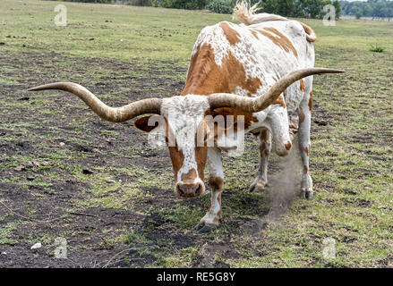 Nahaufnahme eines Texas Longhorn steer starrte der Kamera. Stockfoto