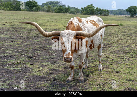 Nahaufnahme eines Texas Longhorn steer starrte der Kamera. Stockfoto