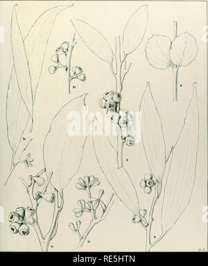 . Eine kritische Revision der Gattung Eukalyptus. Eukalyptus. Krit. Rev. Eukalyptus. Pl. 27.. Eukalyptus Cunn CORIACEA, A... Bitte beachten Sie, dass diese Bilder sind von der gescannten Seite Bilder, die digital für die Lesbarkeit verbessert haben mögen - Färbung und Aussehen dieser Abbildungen können nicht perfekt dem Original ähneln. extrahiert. Maiden, J. H. (Joseph Henry), 1859-1925. Sydney, Gullick Stockfoto