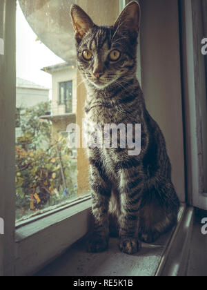 Cute grau tabby Europäische Katze ruht auf der Fensterbank indoor. Stockfoto