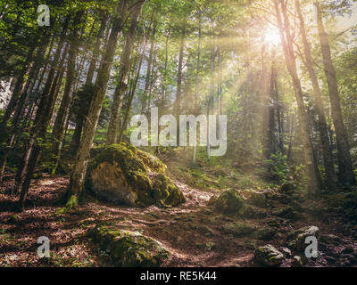 Die malerische Landschaft mit warmen Sonnenstrahlen durch die Blätter eines Laubwald in den Bergen scheint. Stockfoto