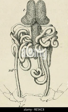. Die Krebse: Eine Einführung in das Studium der Zoologie. 130 THK PHYSIOLOGIE DER GEMEINSAMEN LANGUSTEN. und mehr länglich: Das mittlere Abteilung behindern liegt unter dem Herzen; die vorderen Bereiche befinden sich im Herzen hetween hehind, und den Magen und die Leber vor (Abbn. 5 und 12 t). Ab der Stelle, an der Sie. Her. 31.-Astncus fnridfUis. - Die männlichen Geschlechtsorgane (x2); t, der Hoden; Rd, Vas deferens; vd', Öffnung von Vas deferens. drei Divisionen melden Sie, gehen Sie zwei Duette, die die Vasa dcferentia (Bild bezeichnet. 31, rd). Diese sind sehr schmal, lang, und viele Spulen vor t Stockfoto
