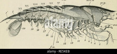 . Die Krebse: Eine Einführung in das Studium der Zoologie. ] () () THK PHYSrOLOGY DER GEMEINSAMEN LANGUSTEN. und der Thorakalen Teil des iiervous System; während im ahdomen, seine Stränge sind der Sternalen exoske-leton aller Somiten und verlängern, auf jeder Seite des Rektum, dem Telson. Wenn das exoskelett wird durch Mazeration gereinigt, die hinzufügen. n. Abb. 22. âAxfricii. t Jtuvidtilix. âA Längsschnitt durch den Körper die wichtigsten Muskeln und ihre Beziehungen zu zeigen, um das exoskelett (Nat.-Größe). Â", die entlastungsrohre; ttdil. m, adductor Muskel der Unterkiefer; e. w, extensor,/./, v, flexor muscl Stockfoto