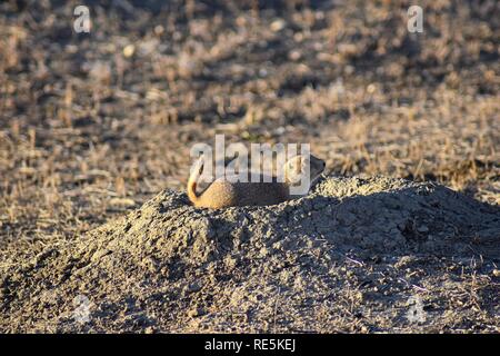 Prairie Dog (Gattung Cynomys ludovicianus) in den Wilden, Pflanzenfressende grabende Nagetiere Black-Tailed, in der shortgrass prairie Ökosystem, Ausschreibung in Burrow, Stockfoto