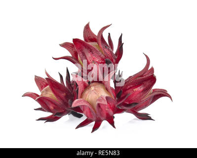 Roselle Hibiskus auf weißem Hintergrund Stockfoto