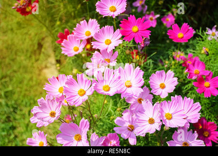 Schöne cosmos Blumen im Garten Stockfoto