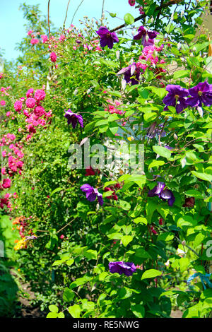 Schöne Blüten der Clematis in der Nähe von House. Big Bush der Clematis im Garten wächst. Clematis Klettern im Garten in der Nähe von House. Schönen violetten Clematis bl Stockfoto