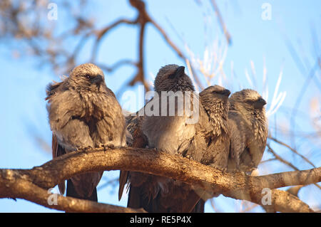 Apostel Vögel, Mungo National Park, New South Wales, Australien Stockfoto