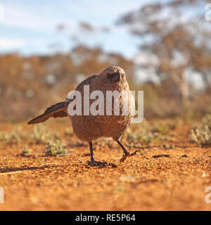 Apostel Vogel, Mungo National Park, New South Wales, Australien Stockfoto
