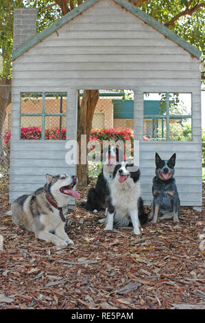 Vier Hunde aus der Front eines Holzhauses Fassade Stockfoto