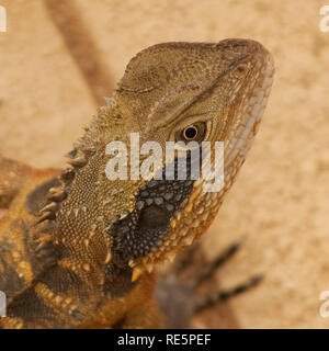 Eastern Water Dragon in einem vorstädtischen Hinterhof, New South Wales, Australien Stockfoto