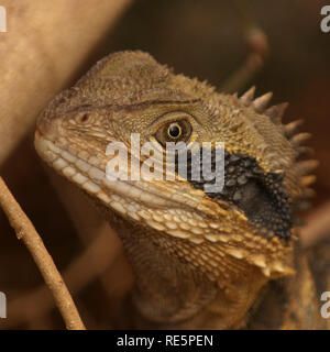 Eastern Water Dragon in einem vorstädtischen Hinterhof, New South Wales, Australien Stockfoto