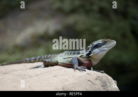 Eastern Water Dragon, Australien Stockfoto