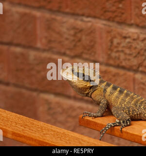 Eastern Water Dragon in einem vorstädtischen Hinterhof, New South Wales, Australien Stockfoto