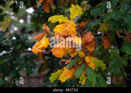 Eiche Baum mit grünen, gelben und braunen Blätter im Herbst. Eiche im Herbst Saison. Verschwommen Blatt Hintergrund Stockfoto