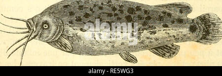 . Cours élémentaire d'histoire naturelle: a l'usage des colléges et des Maisons d'Education: rédigé conformément au Programme de l'Université du 14 Juin 1840. Zoologie. Abb. 302. Torpille Gemeinde.. Fifj. 303 Mahiplcrure élcclriiur.. Bitte beachten Sie, dass diese Bilder sind von der gescannten Seite Bilder, die digital für die Lesbarkeit verbessert haben mögen - Färbung und Aussehen dieser Abbildungen können nicht perfekt dem Original ähneln. extrahiert. (Henri Milne-Edwards, H.), 1800-1885; Jussieu, Antoine Laurent de, 1748-1836; Beudant, F.S. (François Sulpice), 1787-1850; Stejneger, Leonh Stockfoto