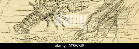 . Krabben, Garnelen und Hummer Lore, versammelt unter den Felsen an der Küste, am Flussufer, und im Wald. Garnelen, Krabben, Langusten. /.. Der C0M: [0X rJYER CrtAYFiSH. (^stacus JluviatiUs.) Dieser kleine Krebs ist sehr reichlich in vielen tlie Flüsse von England, wenn auch nicht als Gene-ral wie seine Gewohnheiten und Lebensweise gerechnet werden. Eivulets und Flüsse, in denen klare Bäche fließen, sind seine bevorzugten Resort, und die Löcher unter den Wurzeln der Bäume, Steine, oder Banken unter dem Wasser, form fest Exerzitien für Sie. Es ist etwas seltsam, dass in den westlichen Häfen Stockfoto