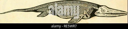 . Cours élémentaire d'histoire naturelle: a l'usage des colléges et des Maisons d'Education: rédigé conformément au Programme de l'Université du 14 Juin 1840. Zoologie. Fi (j. 2 fi 3. IchLhynsanrr.. Bitte beachten Sie, dass diese Bilder sind von der gescannten Seite Bilder, die digital für die Lesbarkeit verbessert haben mögen - Färbung und Aussehen dieser Abbildungen können nicht perfekt dem Original ähneln. extrahiert. (Henri Milne-Edwards, H.), 1800-1885; Jussieu, Antoine Laurent de, 1748-1836; Beudant, F.S. (François Sulpice), 1787-1850; Stejneger, Leonhard, 1851-1943, der ehemalige Eigentümer. DSI. Pa Stockfoto