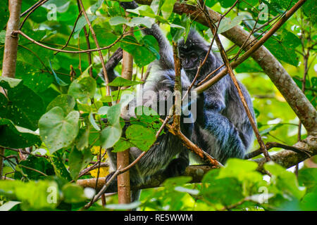 Blattsilber Langur Affe, Labuk Bay Proboscis Affenreservat, Sarawak, Borneo, Malaysia, Südostasien. Stockfoto