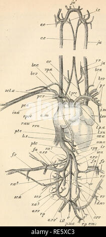 . Eine Anweisung in zootomy (VERTEBRATA). Anatomie, Vergleichende. r.prc r. Au. sc. die Abb. 64. 54. - Columba livia. Das Blut Gefäßsystem, aus dem ventralen Aspekt (Nat.-Größe). Bitte beachten Sie, dass diese Bilder sind von der gescannten Seite Bilder, die digital für die Lesbarkeit verbessert haben mögen - Färbung und Aussehen dieser Abbildungen können nicht perfekt dem Original ähneln. extrahiert. Parker, T. Jeffery (Thomas Jeffery), 1850-1897. London, Macmillan Stockfoto