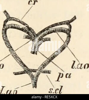 . Eine Anweisung in zootomy (VERTEBRATA). Anatomie, Vergleichende. Die Eidechse. 173 precaval (Pr. c) vorbei direkt nach hinten, die postcaval (Pt. c) direkt nach vorne, während die linke precaval (Pr. c) auf den Hals, dreht sich mediamvards und fließt durch die dorsale Wand der linken Ohrmuschel. 201. Die Aufteilung der Lungenarterie, wie es durchdringt die Vorderwand des Perikards in einen rechten und linken Stamm, von denen jede geht zuerst nach außen und dann nach hinten in die entsprechenden Lunge. 202. Die Lungenvenen (Fl. v), wodurch das Blut von den Lungen, und vereint in einem s Stockfoto
