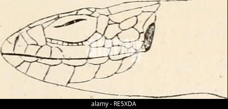 . Eine Anweisung in zootomy (VERTEBRATA). Anatomie, Vergleichende. Abb. 38. - Der Kopf von oben und von der Seite des-A. Lacerta viridis; B. Lacerta agilis; c. Zootoca vivipara (leicht vergrößert). Nach Schreiber. Auf dem Hals Sie sind klein, ausser an der Kreuzung mit der Amtsleitung, wo es eine quer Falten vorher durch größere Skalen begrenzt; auf dem Kopf, die Skalen sind in den meisten Fällen groß und haben einen ganz bestimmten Anordnung Merkmals. Bitte beachten Sie, dass diese Bilder aus gescannten Seite Bilder, die digital für die Lesbarkeit erhöht worden sein können extrahiert werden - Färbung Stockfoto