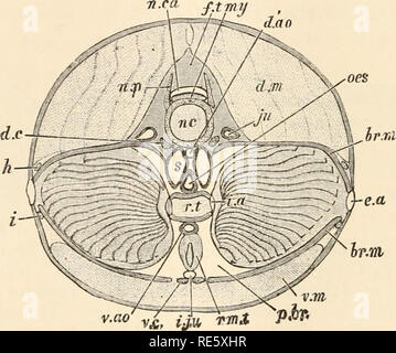 . Eine Anweisung in zootomy (VERTEBRATA). Anatomie, Vergleichende. 12 ZOOTOMY. in den Segmenten, die sogenannten Myotome oder myocommas angeordnet, die durch starke Platten von fibrösem Gewebe getrennt. Jede myotome nimmt einen Zick-Zack-Kurs; ab Mitte dorsalen Linie, es besteht ersten stark nach hinten, dann sanft nach vorne, dann nach hinten, und schließlich deutlich nach vorne. Die Ebene der myotome ist nicht im rechten Winkel zu der Längsachse des Körpers, sondern ist von der Oberfläche geneigt, nach innen und nach vorne. Die Muskelfasern aus denen sie sich zusammensetzen, sind Längs, d. h. Stockfoto