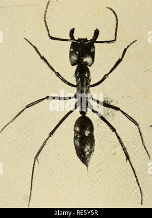 . Schöpfung durch Evolution; einen Konsens der heutige Wissen, wie sie von führenden Behörden in nicht-technischen Sprache, die alle verstehen können. Evolution. Abb. 1. - Männliche Ameise in Bernstein eingebettet. Obwohl dieses Insekt vor Jahren lebte, die Einzelheiten der Struktur sind wunderbar konserviert. Abb., 3.-Dinoponera grandis von Brasilien. Arbeiter, über natürliche Größe. (Fotografiert von C.T. Brues.). Bitte beachten Sie, dass diese Bilder aus gescannten Seite Bilder, die digital für die Lesbarkeit verbessert haben mögen - Färbung und Aussehen dieser Abbildungen können nicht perfekt die Origina ähneln extrahiert werden Stockfoto