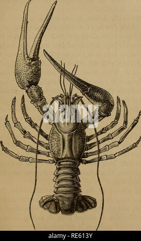 . Die Krebse; eine Einführung in das Studium der Zoologie. Krebse; Zoologie. Abb. 75.- Astacus lc2) tudactylus (nach Eatlike, ich Nat.-Größe). Bitte beachten Sie, dass diese Bilder sind von der gescannten Seite Bilder, die digital für die Lesbarkeit verbessert haben mögen - Färbung und Aussehen dieser Abbildungen können nicht perfekt dem Original ähneln. extrahiert. Huxley, Thomas Henry, 1825-1895. New York, D. Appleton und Unternehmen Stockfoto