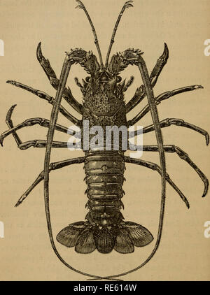 . Die Krebse; eine Einführung in das Studium der Zoologie. Krebse; Zoologie. Abb. 70. Palimtrus vidgaris (über | Nat.-Größe). Bitte beachten Sie, dass diese Bilder sind von der gescannten Seite Bilder, die digital für die Lesbarkeit verbessert haben mögen - Färbung und Aussehen dieser Abbildungen können nicht perfekt dem Original ähneln. extrahiert. Huxley, Thomas Henry, 1825-1895. New York, D. Appleton und Unternehmen Stockfoto