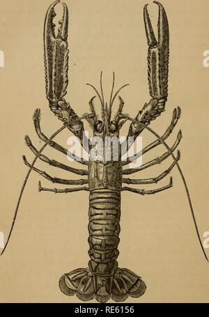 . Die Krebse; eine Einführung in das Studium der Zoologie. Krebse; Zoologie. Abb. Gehen. N^7 ejjhrojys iorvcg, Cus (^ Nat.-Größe). Bitte beachten Sie, dass diese Bilder sind von der gescannten Seite Bilder, die digital für die Lesbarkeit verbessert haben mögen - Färbung und Aussehen dieser Abbildungen können nicht perfekt dem Original ähneln. extrahiert. Huxley, Thomas Henry, 1825-1895. New York, D. Appleton und Unternehmen Stockfoto