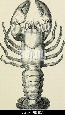 . Die Krebse: Eine Einführung in das Studium der Zoologie. . Abb. 05.-Axtacoidca vwdaga - scareusiK (J Nat.-Größe). Aus Madagaskar. Bitte beachten Sie, dass diese Bilder sind von der gescannten Seite Bilder, die digital für die Lesbarkeit verbessert haben mögen - Färbung und Aussehen dieser Abbildungen können nicht perfekt dem Original ähneln. extrahiert. Huxley, Thomas Henry. London Stockfoto