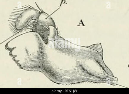 . Die Krebse: Eine Einführung in das Studium der Zoologie. THK Kiefer- und Oberkiefer. 171 Ridge ist in einen Prozess, durch den die Unterkiefer artikuliert mit dem epistoma (Bild fortgesetzt. 47, A, AR). Die endo-. . Ryj.. Bitte beachten Sie, dass diese Bilder sind von der gescannten Seite Bilder, die digital für die Lesbarkeit verbessert haben mögen - Färbung und Aussehen dieser Abbildungen können nicht perfekt dem Original ähneln. extrahiert. Huxley, Thomas Henry. London Stockfoto