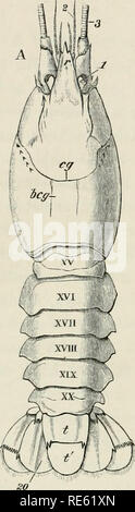 . Die Krebse: Eine Einführung in das Studium der Zoologie. . Bitte beachten Sie, dass diese Bilder sind von der gescannten Seite Bilder, die digital für die Lesbarkeit verbessert haben mögen - Färbung und Aussehen dieser Abbildungen können nicht perfekt dem Original ähneln. extrahiert. Huxley, Thomas Henry. London Stockfoto