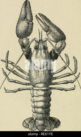 . Die Krebse: Eine Einführung in das Studium der Zoologie. . THK GEMEINSAME CRAVl' ISH. (Astiniis iiitilis Jlni'. M. ilf.) yni 'itVimi' vc.. Bitte beachten Sie, dass diese Bilder sind von der gescannten Seite Bilder, die digital für die Lesbarkeit verbessert haben mögen - Färbung und Aussehen dieser Abbildungen können nicht perfekt dem Original ähneln. extrahiert. Huxley, Thomas Henry. London Stockfoto