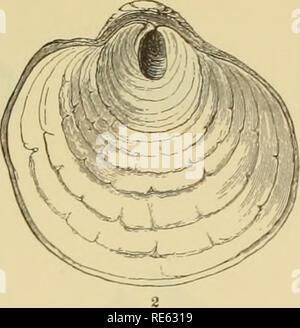 . East Coast Marine Muscheln; Beschreibungen von Shore Muscheln zusammen mit vielen Leben unter tide Mark, von Maine zu Texas inclusive, vor allem in Florida. Muscheln. . Bitte beachten Sie, dass diese Bilder sind von der gescannten Seite Bilder, die digital für die Lesbarkeit verbessert haben mögen - Färbung und Aussehen dieser Abbildungen können nicht perfekt dem Original ähneln. extrahiert. Romeo, Max. Ann Arbor, Mich., Edwards Brothers, Inc. Stockfoto