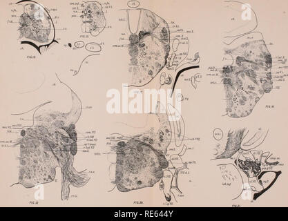 . Die Kranialen und spinalen Nerven von menidia; ein Beitrag auf den Nerv, Komponenten der Knochenfischen. Fische; Menidia. Herrick - Hirnnerven von Knochenfischen.. Archiv für Neurologie und Psychopathologie. Vol. II. Bitte beachten Sie, dass diese Bilder sind von der gescannten Seite Bilder, die digital für die Lesbarkeit verbessert haben mögen - Färbung und Aussehen dieser Abbildungen können nicht perfekt dem Original ähneln. extrahiert. Herrick, C. Judson (Charles Judson), 1868-1960. Utica, N.Y., staatliche Krankenhäuser drücken Sie Stockfoto