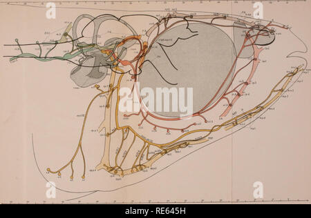 . Die Kranialen und spinalen Nerven von menidia; ein Beitrag auf den Nerv, Komponenten der Knochenfischen. Fische; Menidia. Herrick - kranial Ner "es von Knochenfischen PLATTE IV. Archiv für Neurologie und Psychopathologie. Vol. II. Bitte beachten Sie, dass diese Bilder sind von der gescannten Seite Bilder, die digital für die Lesbarkeit verbessert haben mögen - Färbung und Aussehen dieser Abbildungen können nicht perfekt dem Original ähneln. extrahiert. Herrick, C. Judson (Charles Judson), 1868-1960. Utica, N.Y., staatliche Krankenhäuser drücken Sie Stockfoto